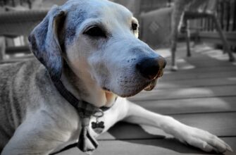 възрастните животинки