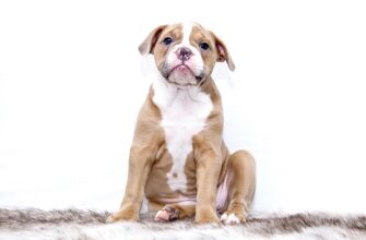 Често срещани кожни проблеми при домашните любимци