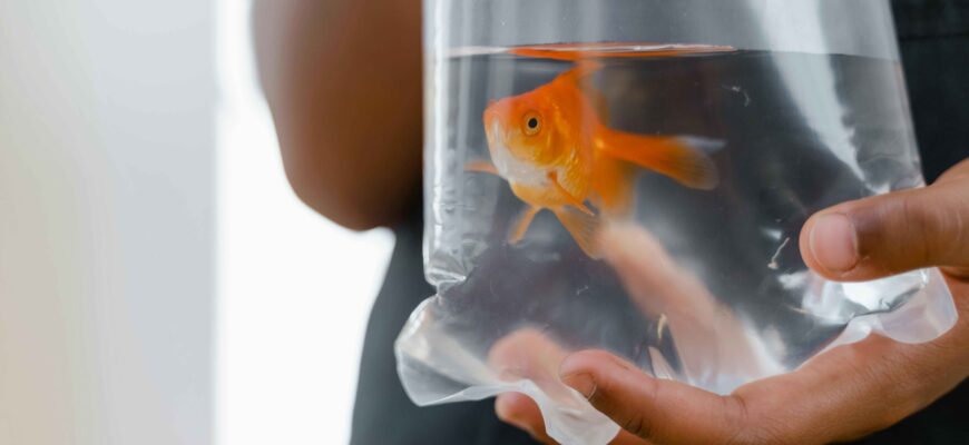 Пренасянето на аквариум не е просто носене – то изисква планиране, повече хамали и пълна концентрация, за да бъдат защитени както рибите, така и хората.